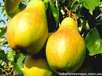 Яблука та груші