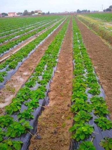 На розсаду полуниці, малини, спаржі